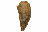 Serrated, Raptor Tooth - Real Dinosaur Tooth #233052-1